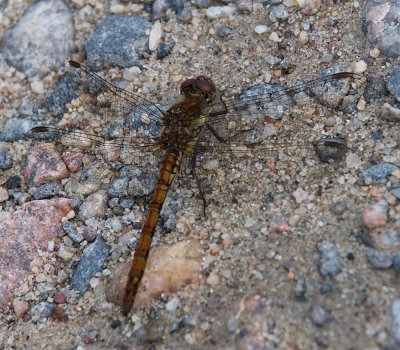 DSC_4657 Dragonfly of Sweden