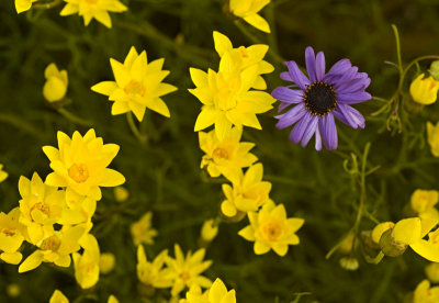 Yellow Everlastings