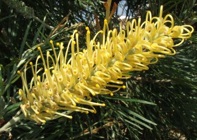 Yellow Grevillea