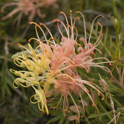 The cultivar is a cross between a white-flowered form of the 
Queensland species Grevillea banksii, and G. bipinnatifida 
from Western Australia, and was selected from a plant which arose 
in a garden in Burpengary, a northern suburb of Brisbane, in 1997.