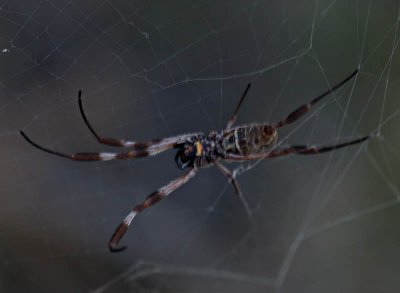 Insects & Wee creatures