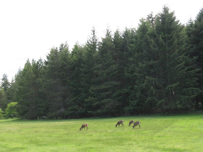 Three spikes and a young doe, snatching grass blades on Newcastle.