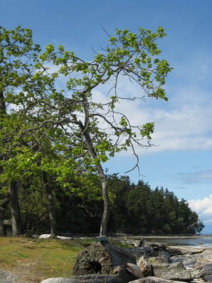 These Garry oaks favor the dry clime of the Gulf Islands. Tough birds, able to dance their roots at the edge of the salt.