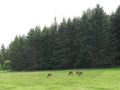 Three spikes and a young doe, snatching grass blades on Newcastle.