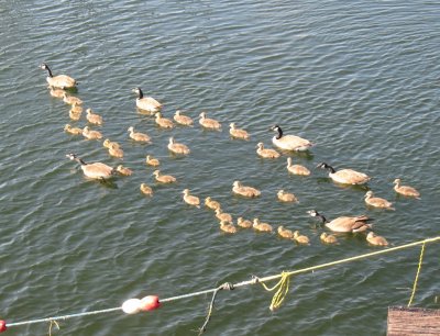 Three broods, of varying vintages, shepherded off the grass onto the water, ahead of an unleashed dog.