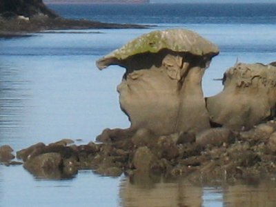We call this guy Mushroom Head.