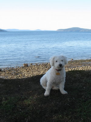 Visiting bichon takes in the Orcas view.