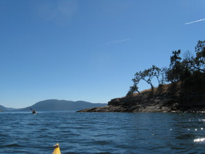 Arbutus in profile.