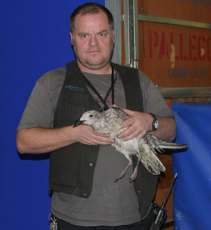 Injured Lesser Black-backed Gull