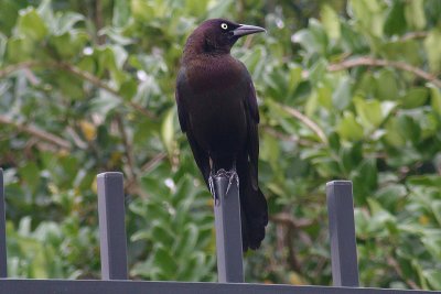 Common Grackle - male