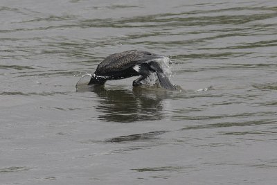 Cormorant