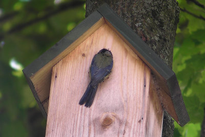 Blue Tit