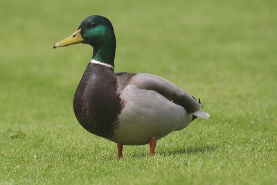 Mallard