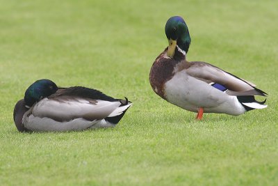 Mallard