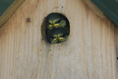 Blue Tit