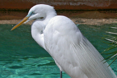 Great White Egret