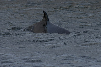 Northern Bottlenose Whale