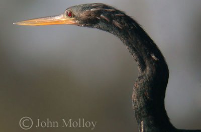 Anhinga