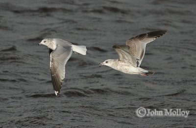Common Gull - 1st winter & 2nd winter