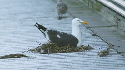 Lesser Black-backed Gull - female on nest