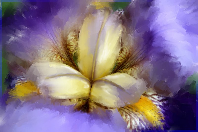 Mauve Iris