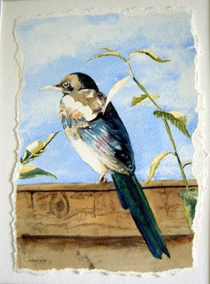 magpie_watercolours