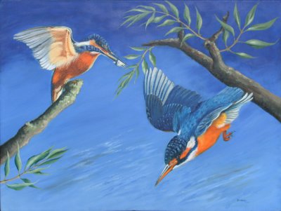Kingfishers 