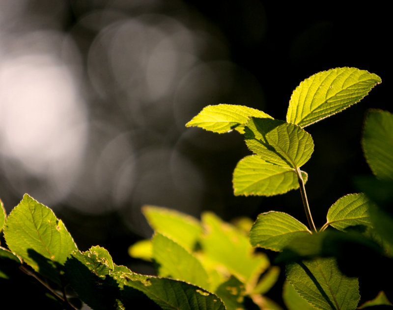 Leaves in the sun