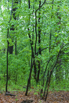 Spring green after a rain