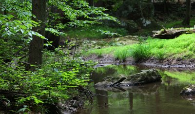 Stream, Sun, Rocks