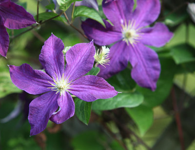 Summer Flowers