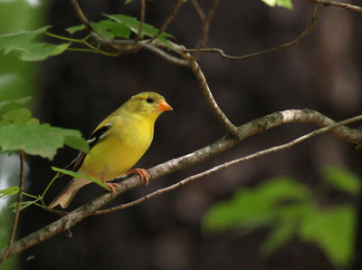 Gold Finch