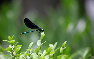 Dragon Fly