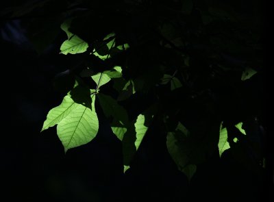 Sun and Leaves