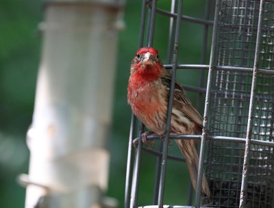 Female Cardinal (I think)