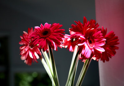 More Flowers in the Sun