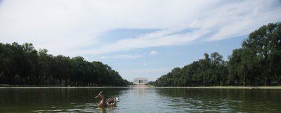Duck's eye View