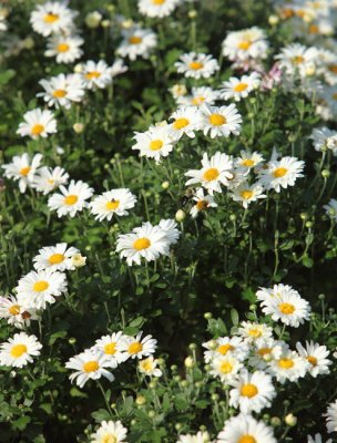 Garden daisys