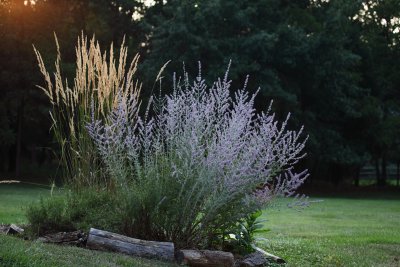 Ornamental Grass