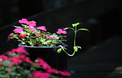 Flowers on The Deck