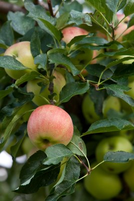 Almost ripe apple