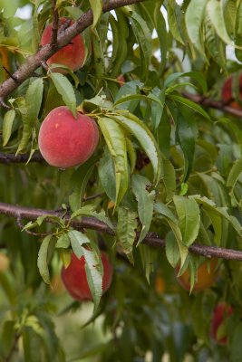 and some ripe peaches