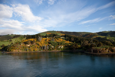 The yellow plant is Gorse. It is not natural to the area and considered to be a weed.