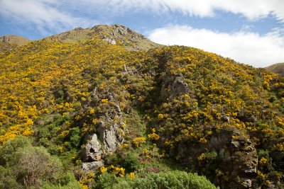 Lots of gorse in the gorge