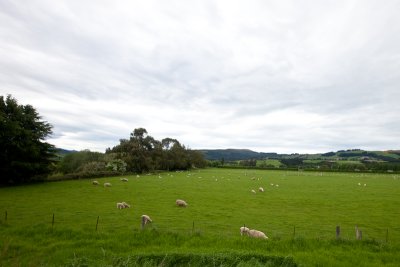 Classic New Zealand