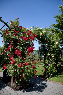 Rose garden