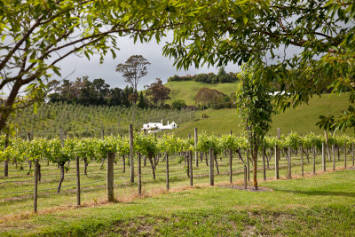 Vineyards across the road