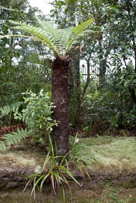 A fern tree used by the Maori for most everything