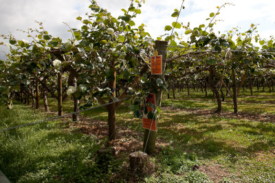 The Te Puke region is home to many Kiwi orchards, which do look like vineyards