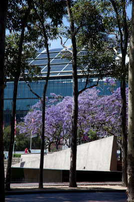 Nice flowering trees